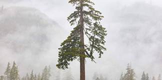 Consolidation begins to hit the carbon credit market | TechCrunch