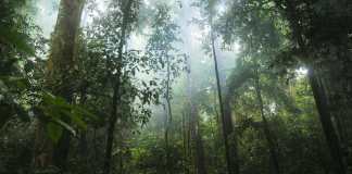 Google to buy carbon credits from massive Amazonian reforestation project | TechCrunch