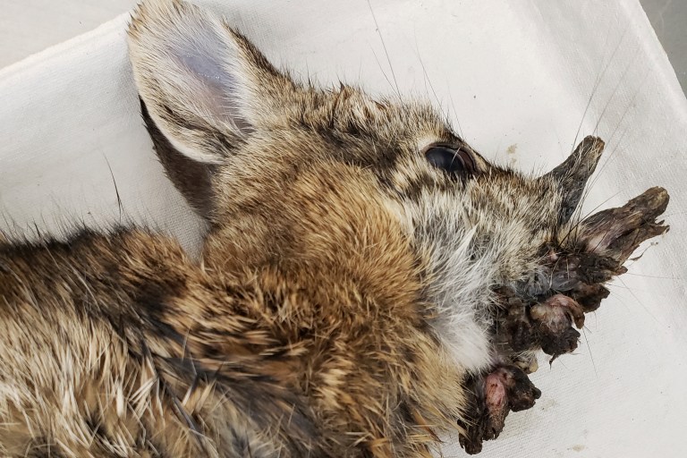 What In The Shady Species!? Expert Weighs In On Viral Photos Of Rabbits With “Horns” In Colorado What In The Shady Species!? Expert Weighs In On Viral Photos Of Rabbits With “Horns” In Colorado