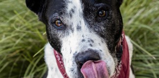 Unleash the hounds! And terriers and lapdogs. The American Kennel Club adds 3 breeds