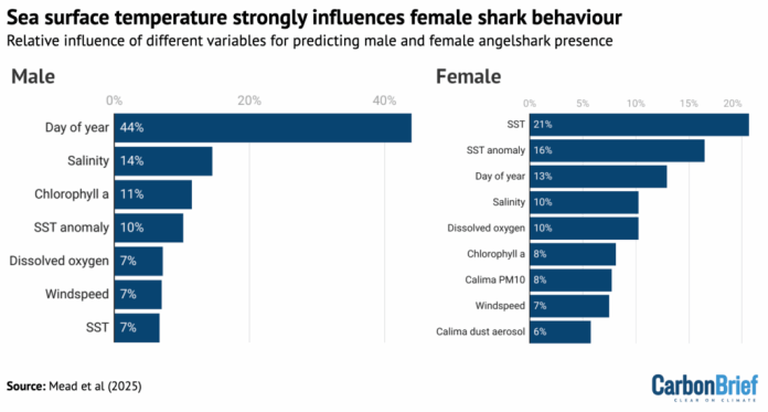 Endangered angelshark habitats face ocean warming – Carbon Brief