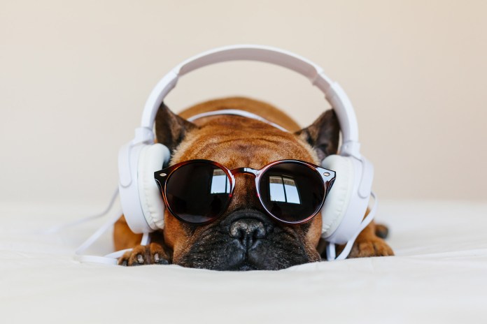 ‘Mutt,’ ‘Who Let the Dogs Out’ and More Hit Songs That Went to the Dogs