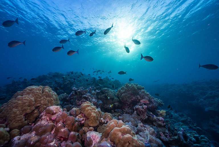 Ocean Protectors Lobby Day – Greenpeace Australia Pacific Ocean Protectors Lobby Day – Greenpeace Australia Pacific