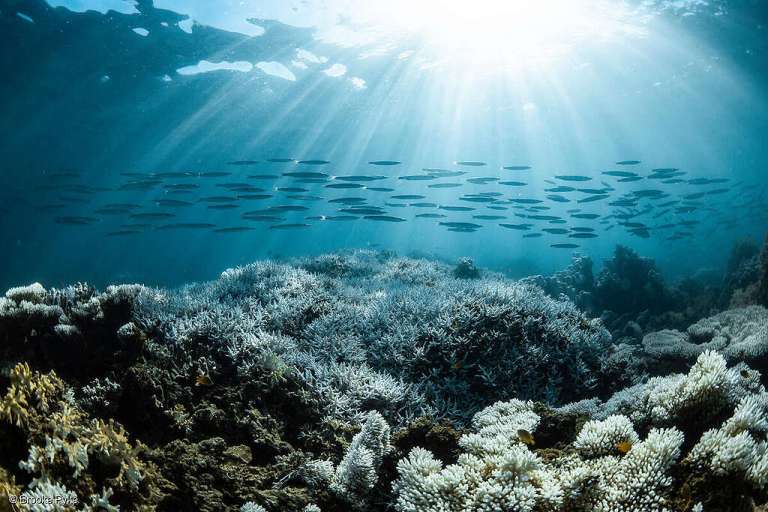 Soaring ocean temperatures: Australia’s iconic marine wonders are under attack – Greenpeace Australia Pacific Soaring ocean temperatures: Australia’s iconic marine wonders are under attack – Greenpeace Australia Pacific