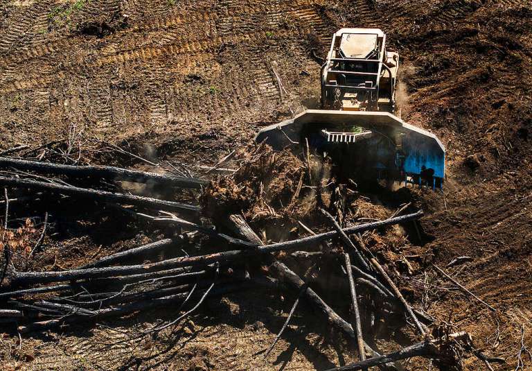 Albo close the deforestation loopholes! – Greenpeace Australia Pacific Albo close the deforestation loopholes! – Greenpeace Australia Pacific