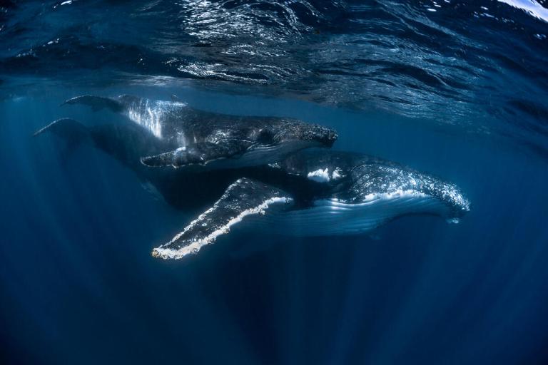 From Harpoons to Hope – The Return of Humpback Whales – Greenpeace Australia Pacific From Harpoons to Hope – The Return of Humpback Whales – Greenpeace Australia Pacific