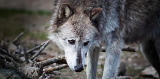 Yellowstone wolves may not have transformed the national park after all