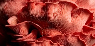 Scientists turn carrot waste into protein people prefer