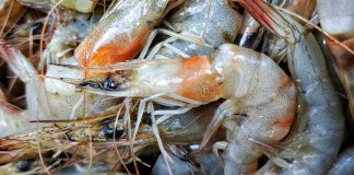 Foreign Food Safety Inspections Hit Historic Low After Trump Cuts