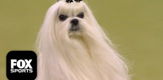 2026 Westminster Kennel Club Dog Show: Group Winners, Results from Day 2