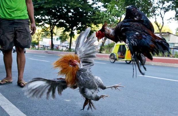 After dozens of cockfighting participants allegedly killed by rogue police in Philippines, case takes a new twist