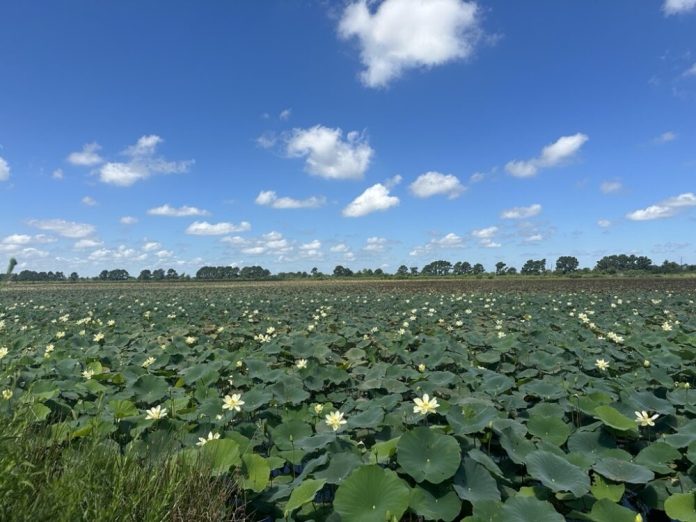 Coastal Prairie Conservancy enters preservation agreement with Three Oaks Farm in Waller County | Houston Public Media