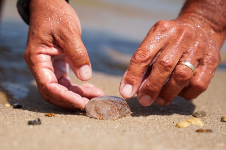 ‘We’ve never seen anything like this’: Delaware beach-goers swear they feel the jellyfish sting more than ever ‘We’ve never seen anything like this’: Delaware beach-goers swear they feel the jellyfish sting more than ever