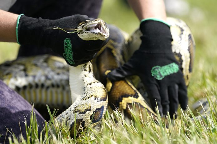 Florida is deploying robot rabbit lures that cost $4,000 apiece in a desperate push to solve the Everglades’ python problem