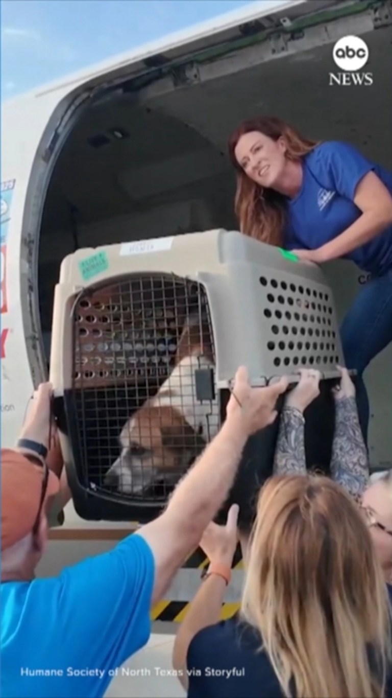 Video Shelter animals relocated after Texas floods Video Shelter animals relocated after Texas floods