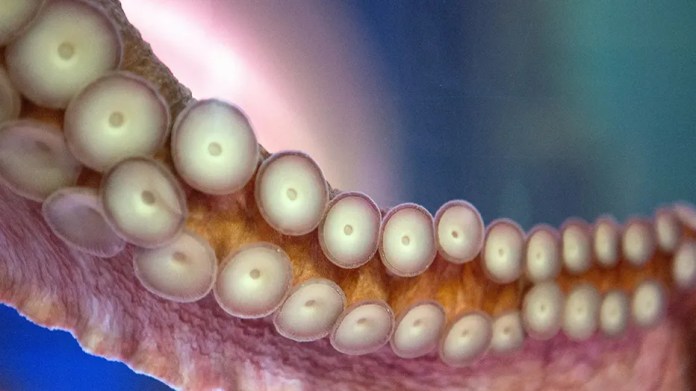 Octopus latches onto 6-year-old boy, refusing to release, mother says, showing footage of the child’s injuries