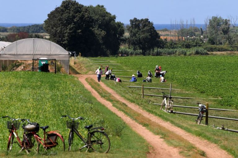 In Italy, Punjabi Farmworkers Are Treated as Expendable In Italy, Punjabi Farmworkers Are Treated as Expendable