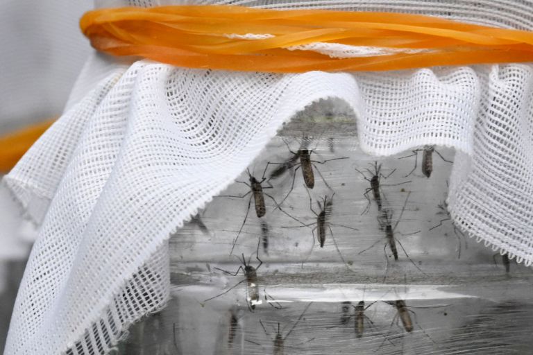 Environmental Havoc Is Making Colombia’s Mosquitoes Deadlier Environmental Havoc Is Making Colombia’s Mosquitoes Deadlier