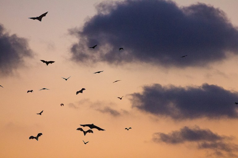 In Texas, Bats Are Beloved And In Danger In Texas, Bats Are Beloved And In Danger