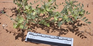 A rare plant species thrives amid solar panels in the Nevada desert
