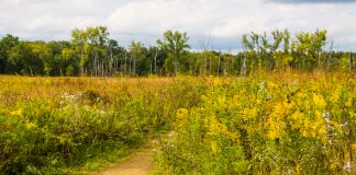Amid National Wolf Debate, California Kills Four of the Predators After ‘Unprecedented’ Livestock Attacks – Inside Climate News