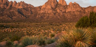 Conservation Groups Blast Trump’s Latest Choice to Head Up the Bureau of Land Management – Inside Climate News