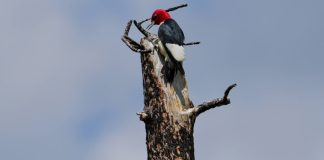 Is Burying the Trees Killed by Wildfires a Climate Solution? – Inside Climate News