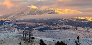 Could Rescinding The Roadless Rule Make It Harder To Delist Yellowstone Grizzlies? – Inside Climate News
