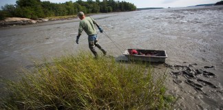 Maine’s Shellfish Harvesters Are Caught up in Climate-Related Closures – Inside Climate News
