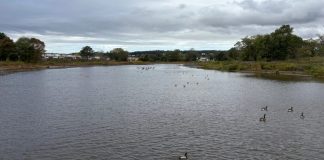 Why New York City Is Spending Millions on ‘Bluebelts’ – Inside Climate News