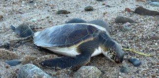 Hundreds of Sea Turtles Are Freezing in Cape Cod – Inside Climate News