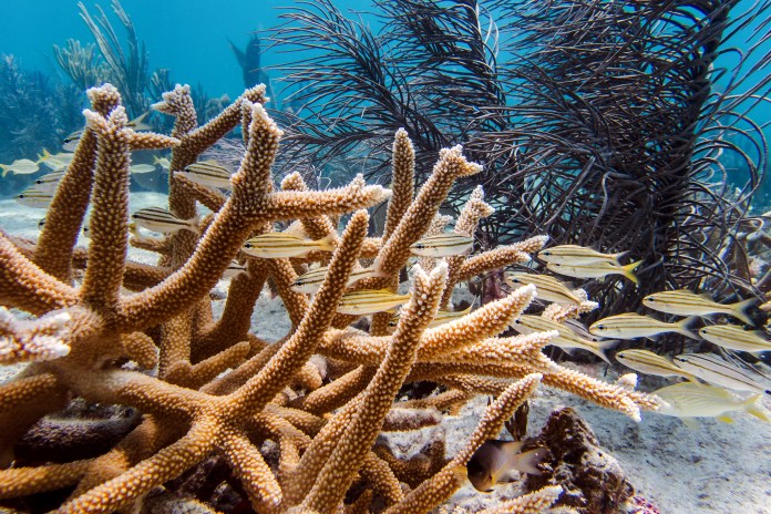 Ten Million Corals Are in the Path of a Federal Dredging Project in Florida – Inside Climate News Ten Million Corals Are in the Path of a Federal Dredging Project in Florida – Inside Climate News