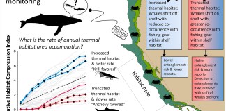 Whale Entanglements in Fishing Gear Surge Off U.S. West Coast During Marine Heatwaves – Inside Climate News