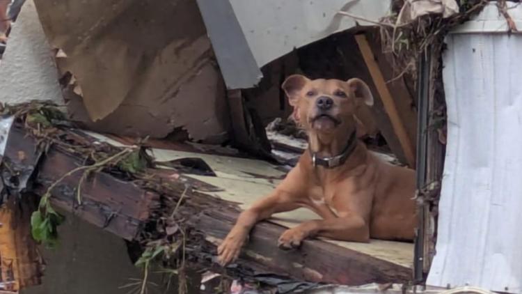 Dog named Superman rescued from flood Dog named Superman rescued from flood