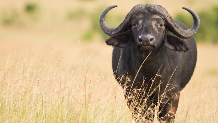 Dallas real estate executive killed by buffalo during South African hunting safari Dallas real estate executive killed by buffalo during South African hunting safari