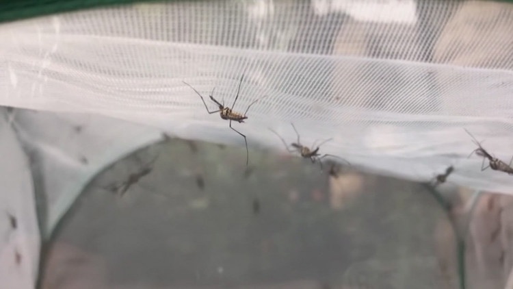 Dallas County confirms first case of West Nile virus in 2025 Dallas County confirms first case of West Nile virus in 2025