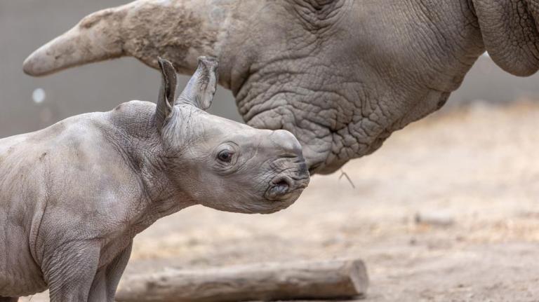 California conservation names white rhino calf after rock legend California conservation names white rhino calf after rock legend