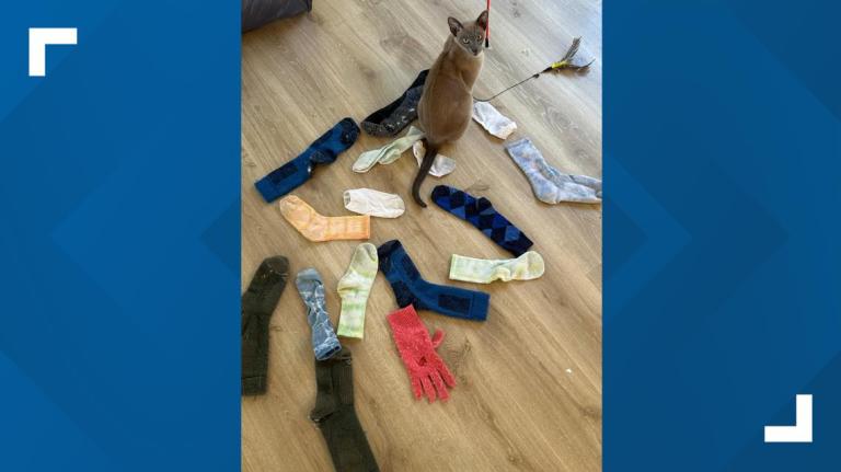A cat named Leonardo da Pinchy doesn’t want your affection. He wants to steal your underwear A cat named Leonardo da Pinchy doesn’t want your affection. He wants to steal your underwear