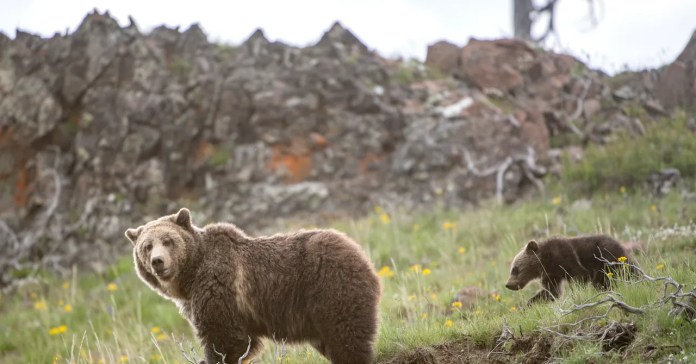 Is It Time to Stop Protecting the Grizzly Bear?