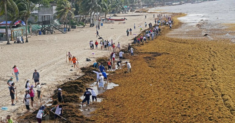 The Plan to Turn the Caribbean’s Glut of Sargassum Into Biofuel The Plan to Turn the Caribbean’s Glut of Sargassum Into Biofuel