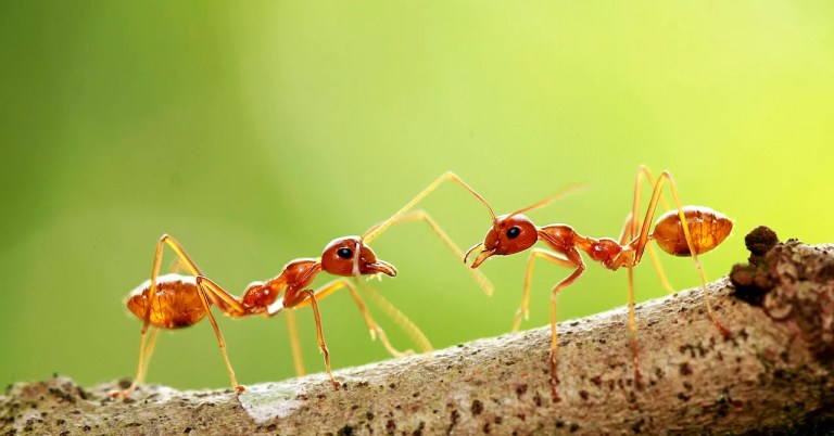 Government Staffing Cuts Have Fueled an Ant-Smuggling Boom Government Staffing Cuts Have Fueled an Ant-Smuggling Boom