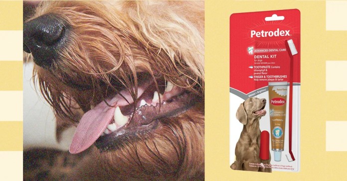 Sorry, Pet Parents, You Should Be Brushing Your Fur Baby’s Teeth