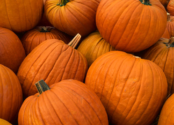 Pumpkin patch owner reconsiders opening in October after recent storms Pumpkin patch owner reconsiders opening in October after recent storms