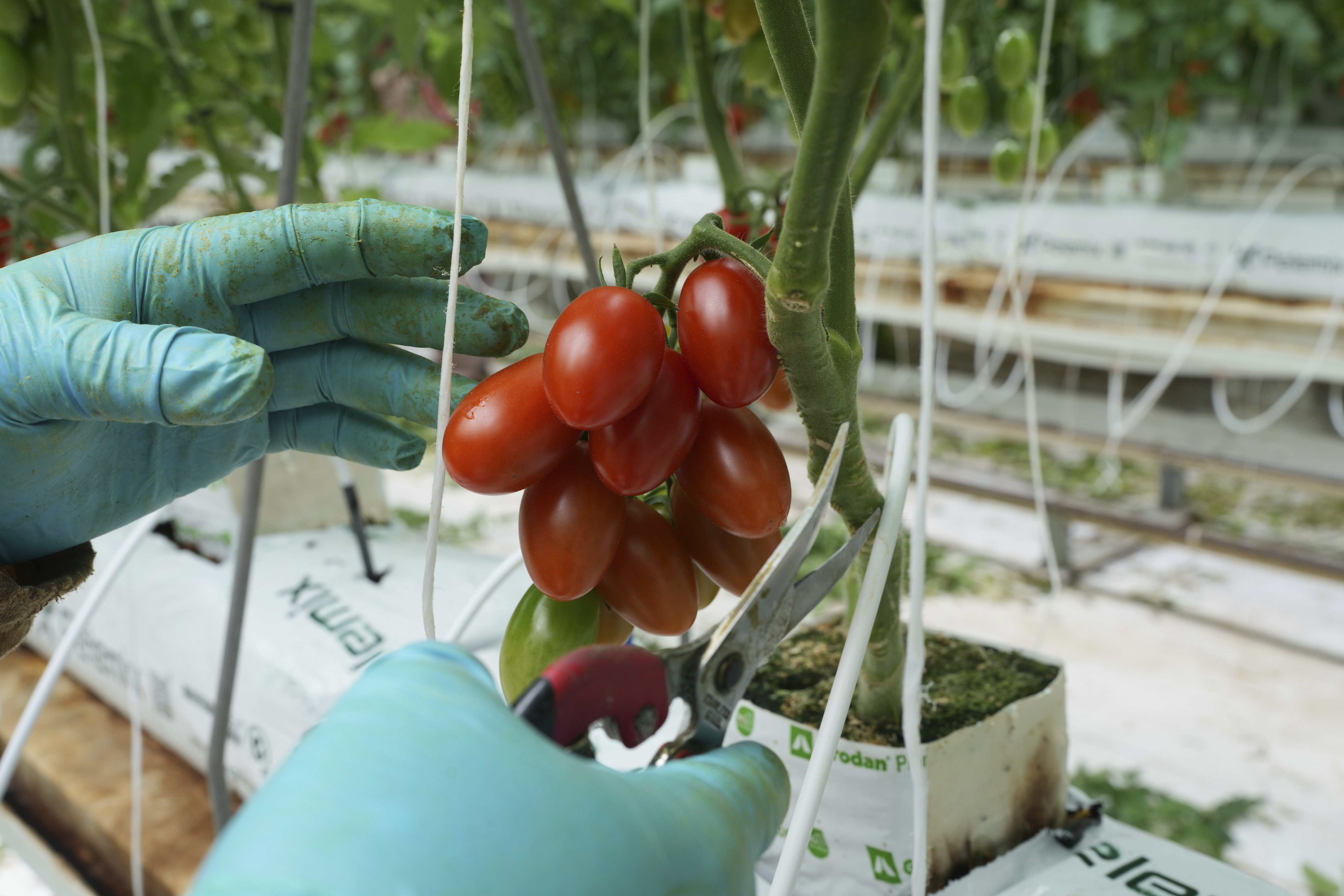 Here’s how a major Mexican tomato exporter is affected by Trump’s 17% tariff Here’s how a major Mexican tomato exporter is affected by Trump’s 17% tariff
