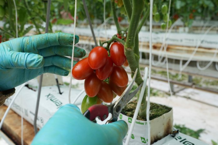 Here’s how a major Mexican tomato exporter is affected by Trump’s 17% tariff