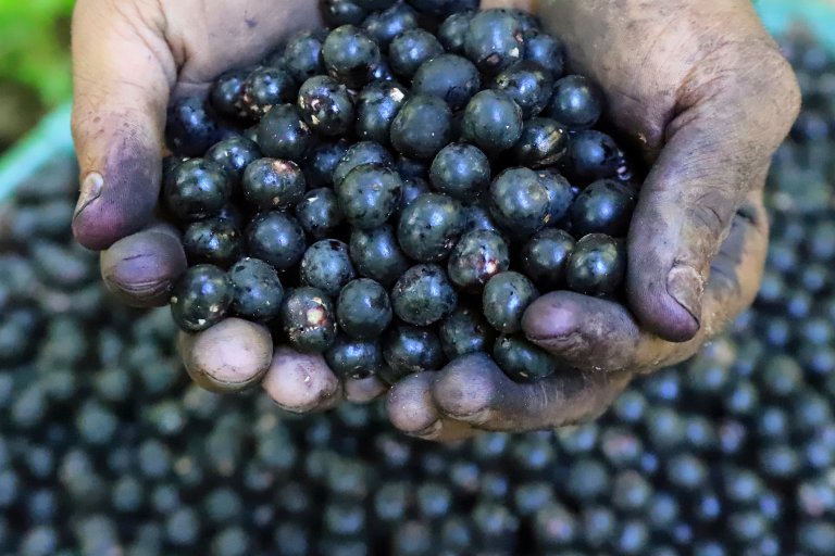 Açai berry producers are concerned as Trump imposes tariffs on Brazil’s exports Açai berry producers are concerned as Trump imposes tariffs on Brazil’s exports