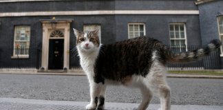 Larry marks 15 years as Britain’s political top cat
