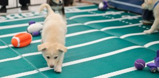 Cuteness overload! How to watch the 2026 Puppy Bowl