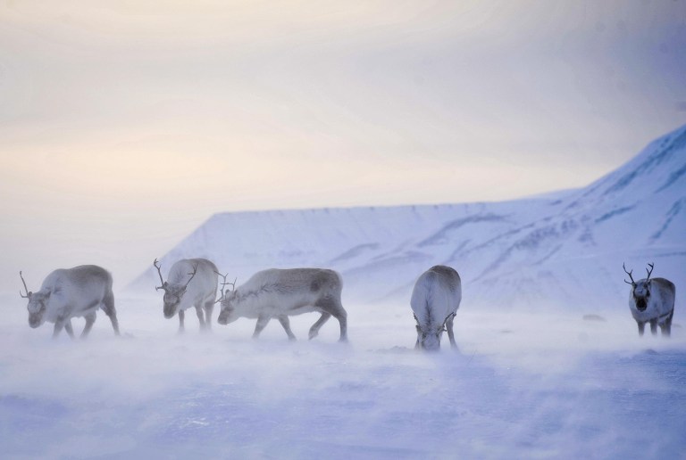 Rudolph and all of the other reindeer are probably dying from climate change Rudolph and all of the other reindeer are probably dying from climate change