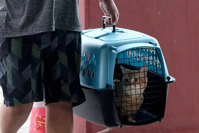 How to prepare your pets for when a hurricane makes it rain cats and dogs